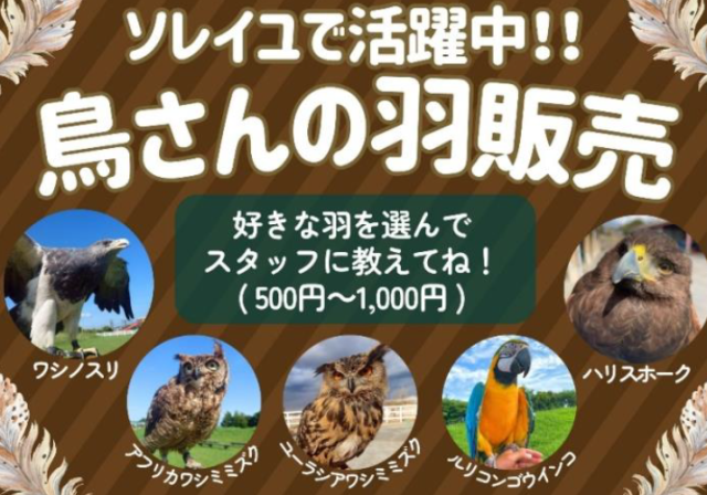 鳥さんの羽販売